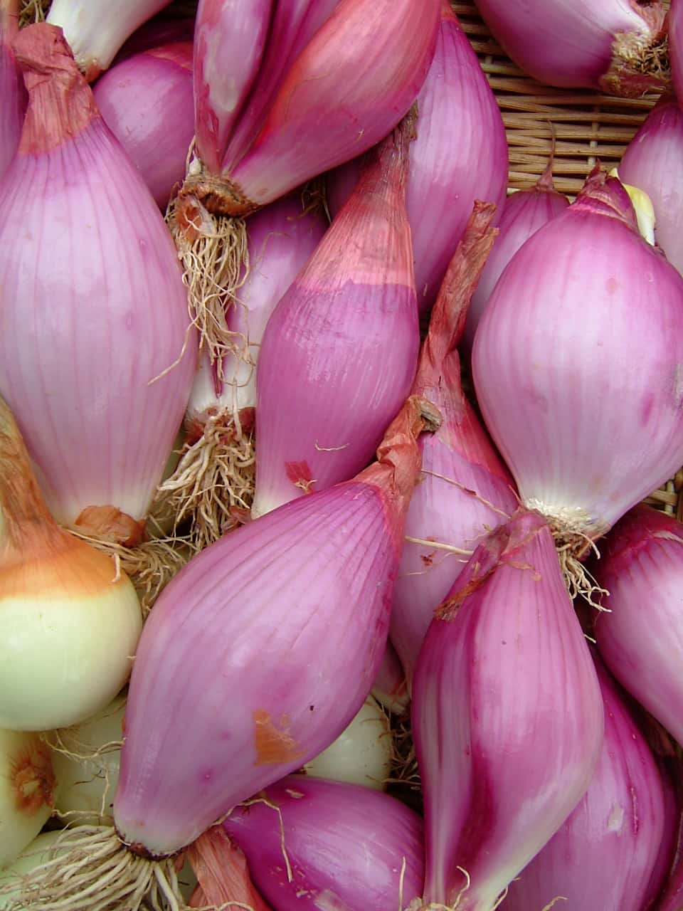 Zebrune Shallot - Image 7