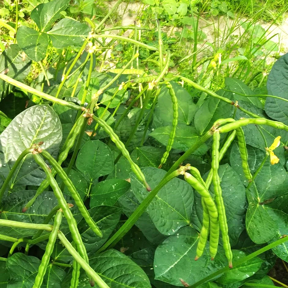Zipper Cream Pea (Treated)