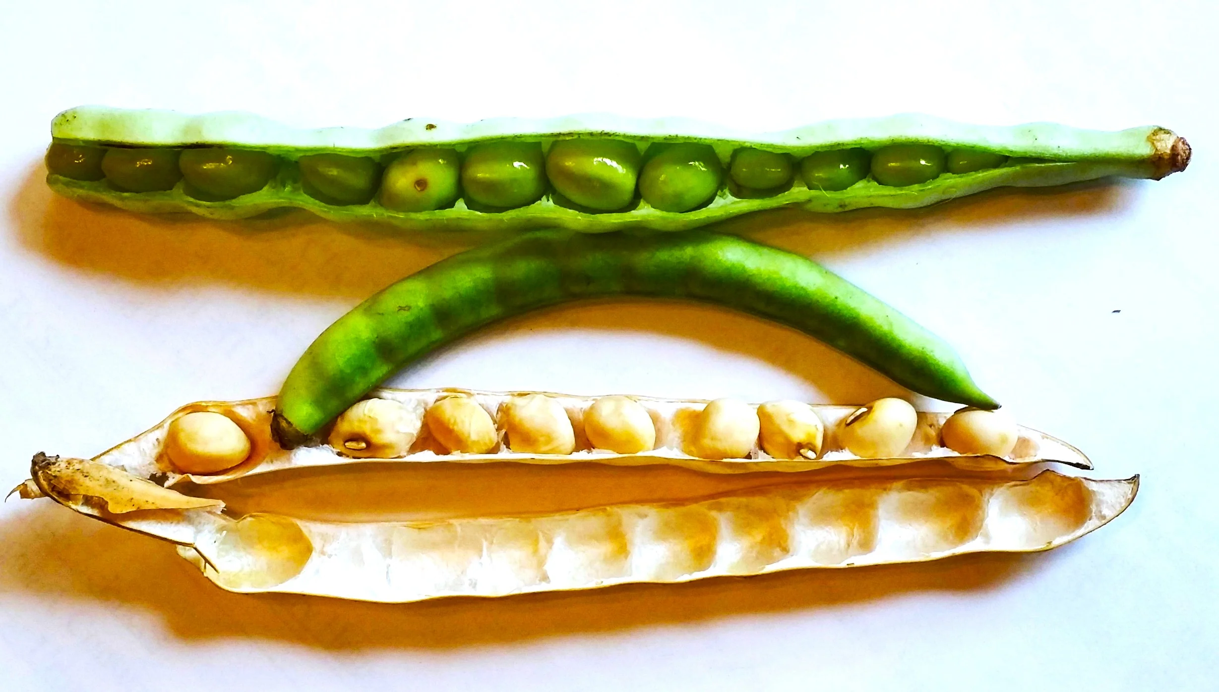 Zipper Cream Pea (Treated) - Image 8