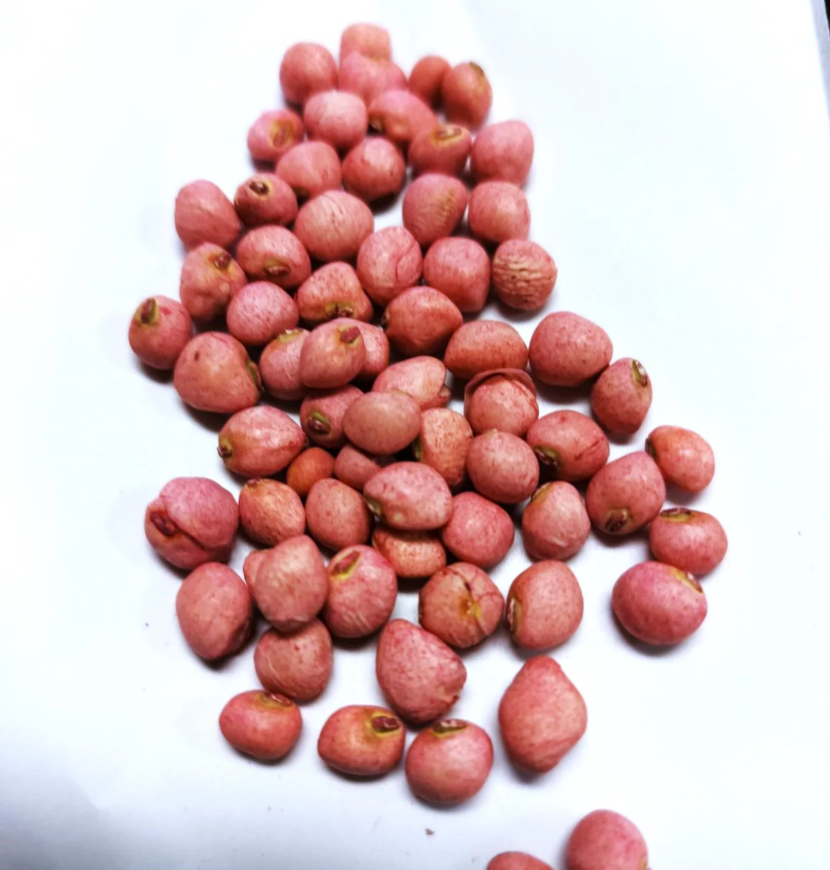 Zipper Cream Pea (Treated) - Image 9